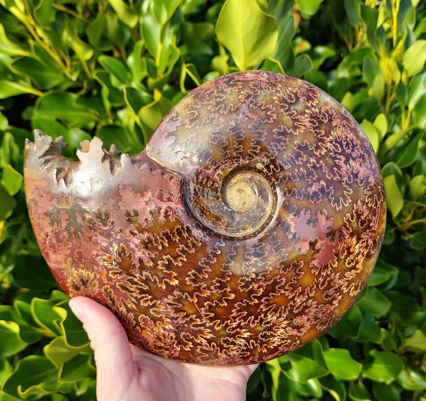 Whole Ammonite Fossil (1649g)