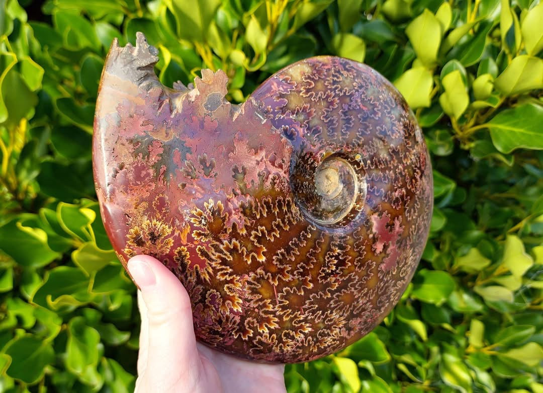 Whole Ammonite Fossil (1649g)