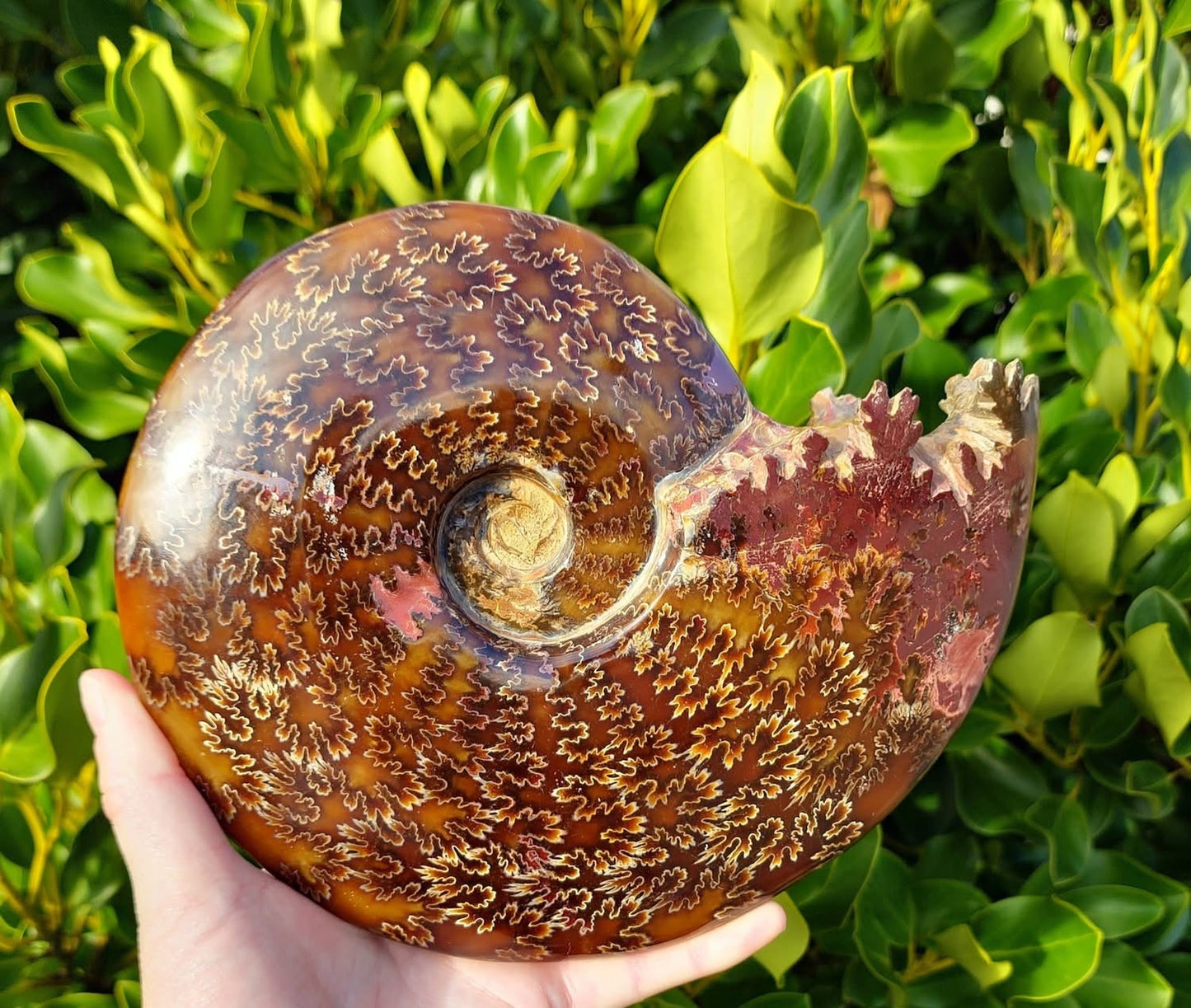 Whole Ammonite Fossil (1649g)